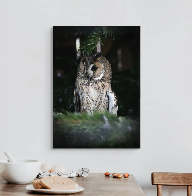 Tablou Canvas, "Bufnița ascunsă în crengile de brad", Bufniță, Ramură, Noapte, Natură, Penaj, Copac, Cămuflaj, Privire., 50 x 70 cm – poza 3