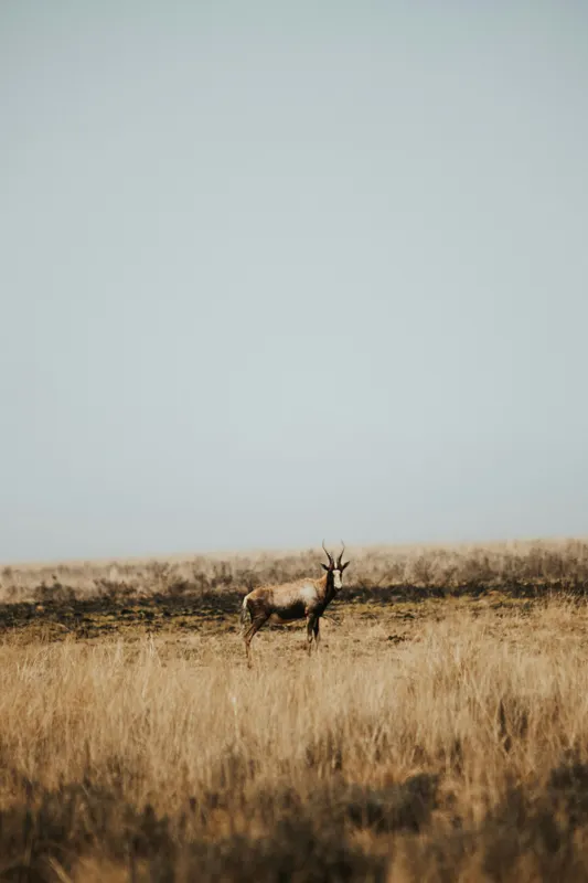 Tablou Canvas, "Cerbul singuratic în savana pustie", Cer, Cerb, Câmpie, Solitudine, Natură, Serenitate, Peisaj, Calm, Izolare, Pajiște, 26 x 39 cm – poza 2