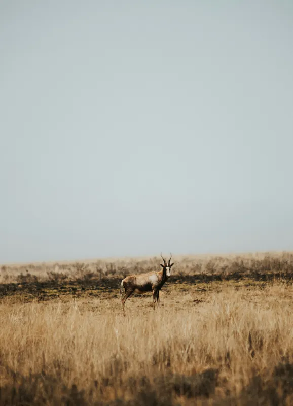 Tablou Canvas, "Cerbul singuratic în savana pustie", Cer, Cerb, Câmpie, Solitudine, Natură, Serenitate, Peisaj, Calm, Izolare, Pajiște, 39 x 54 cm – poza 2