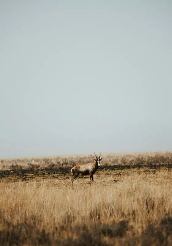 Tablou Canvas, "Cerbul singuratic în savana pustie", Cer, Cerb, Câmpie, Solitudine, Natură, Serenitate, Peisaj, Calm, Izolare, Pajiște, 70 x 100 cm – poza 2