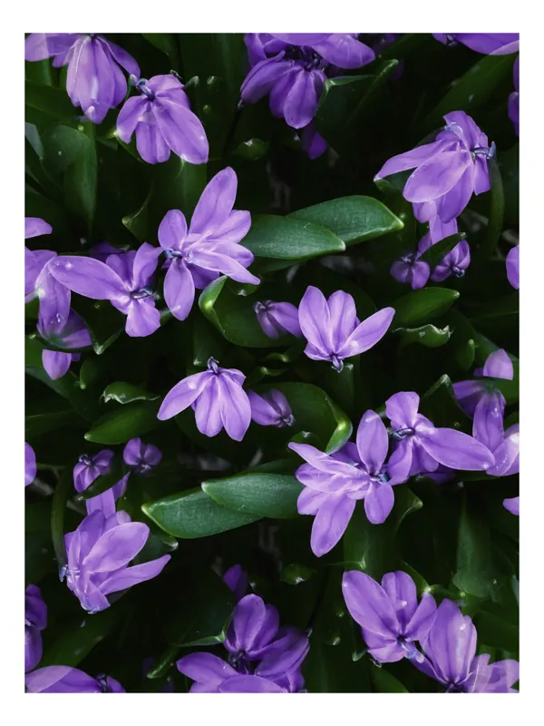 Tablou Canvas, "Splendoarea purpurie a primăverii", Flori, Violete, Petale, Natură, Verdeață, Frumusețe, Delicatețe, Prospețime, Primăvară, Eleganță, 50 x 90 cm