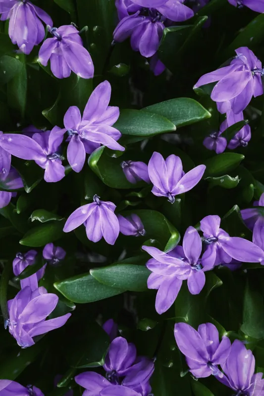 Tablou Canvas, "Splendoarea purpurie a primăverii", Flori, Violete, Petale, Natură, Verdeață, Frumusețe, Delicatețe, Prospețime, Primăvară, Eleganță, 26 x 39 cm – poza 2