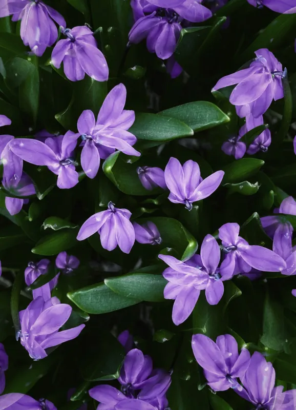 Tablou Canvas, "Splendoarea purpurie a primăverii", Flori, Violete, Petale, Natură, Verdeață, Frumusețe, Delicatețe, Prospețime, Primăvară, Eleganță, 39 x 54 cm – poza 2