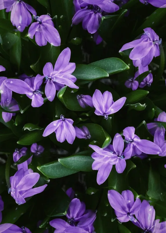 Tablou Canvas, "Splendoarea purpurie a primăverii", Flori, Violete, Petale, Natură, Verdeață, Frumusețe, Delicatețe, Prospețime, Primăvară, Eleganță, 50 x 70 cm – poza 2