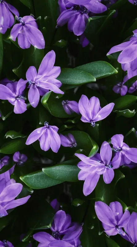 Tablou Canvas, "Splendoarea purpurie a primăverii", Flori, Violete, Petale, Natură, Verdeață, Frumusețe, Delicatețe, Prospețime, Primăvară, Eleganță, 50 x 90 cm – poza 2