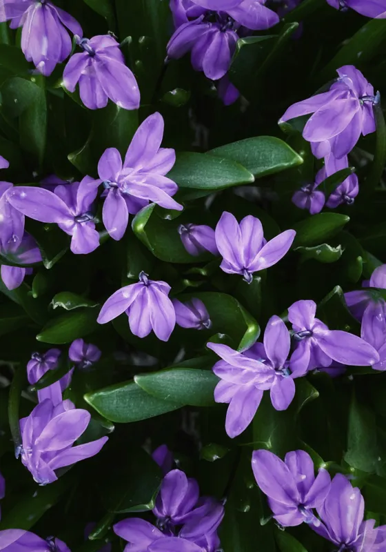 Tablou Canvas, "Splendoarea purpurie a primăverii", Flori, Violete, Petale, Natură, Verdeață, Frumusețe, Delicatețe, Prospețime, Primăvară, Eleganță, 70 x 100 cm – poza 2