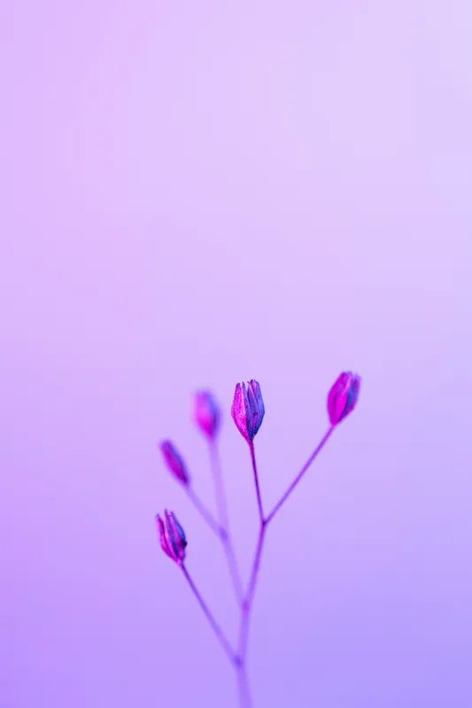 Tablou Canvas, "Boboci timizi pe fundal mov", Flori, Buds, Liliac, Minimalism, Calm, Simplu, Pastel, 100 x 150 cm – poza 2