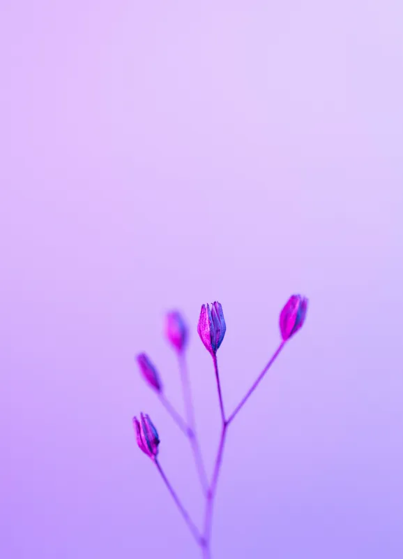 Tablou Canvas, "Boboci timizi pe fundal mov", Flori, Buds, Liliac, Minimalism, Calm, Simplu, Pastel, 39 x 54 cm – poza 2