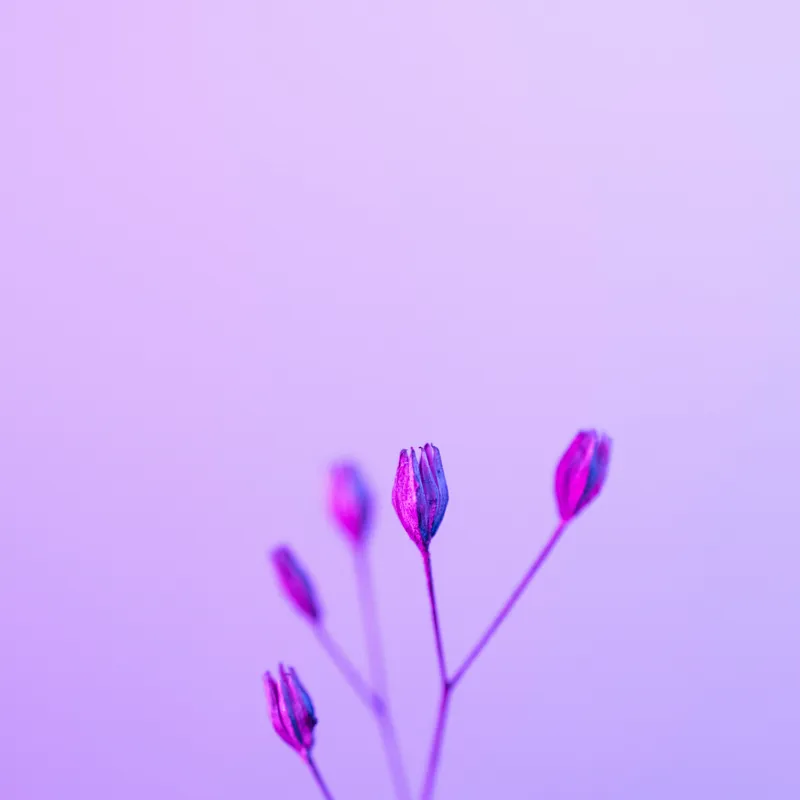 Tablou Canvas, "Boboci timizi pe fundal mov", Flori, Buds, Liliac, Minimalism, Calm, Simplu, Pastel, 50 x 50 cm – poza 2