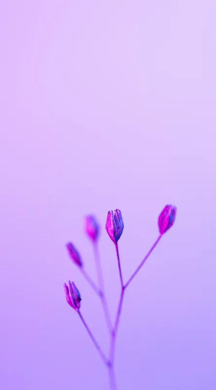 Tablou Canvas, "Boboci timizi pe fundal mov", Flori, Buds, Liliac, Minimalism, Calm, Simplu, Pastel, 50 x 90 cm – poza 2