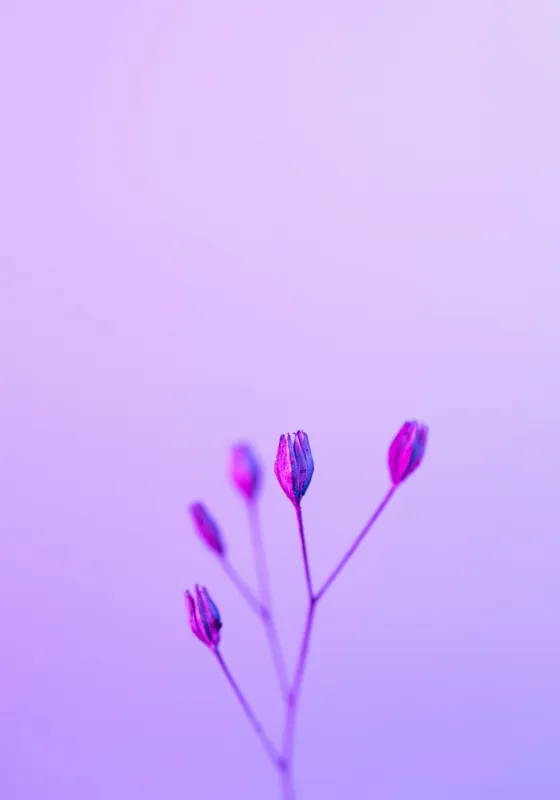 Tablou Canvas, "Boboci timizi pe fundal mov", Flori, Buds, Liliac, Minimalism, Calm, Simplu, Pastel, 70 x 100 cm – poza 2