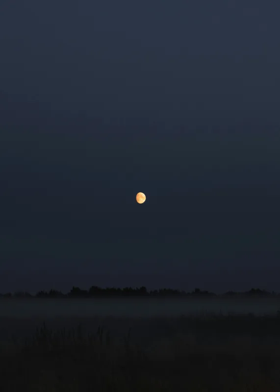 Tablou Canvas, "Luna strălucind peste câmp întunecat", Lună, Noapte, Cer, Siluetă, Mister, Liniște, Întuneric, Natură, Frumusețe, Calm, 50 x 70 cm – poza 2