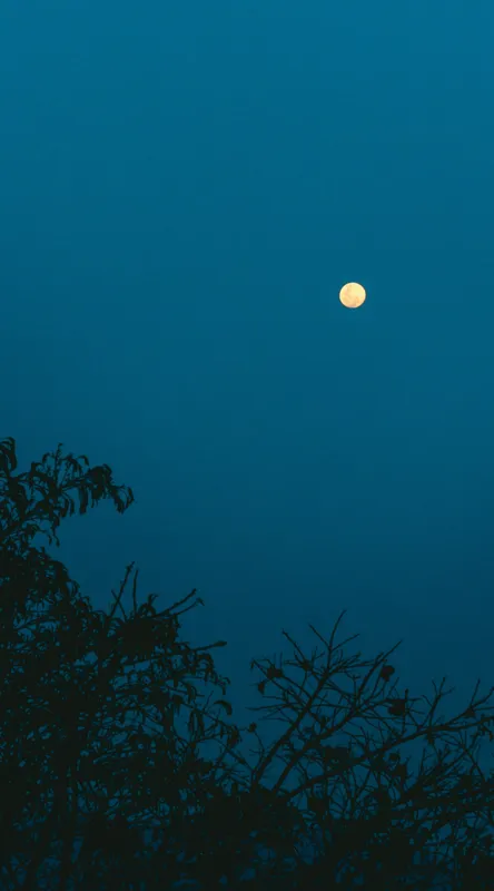 Tablou Canvas, "Luna plină strălucind în noapte", Lună, Cer, Albastru, Siluete, Crengi, Noapte, Liniște, Mister, Natură, Întuneric, 50 x 90 cm – poza 2