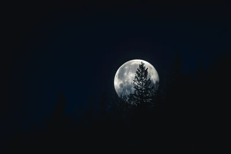 Tablou Canvas, "Luna printre copaci în noapte", Lună, Noapte, Copaci, Siluetă, Cer, Mister, Lumină, Natură, 39 x 26 cm – poza 2