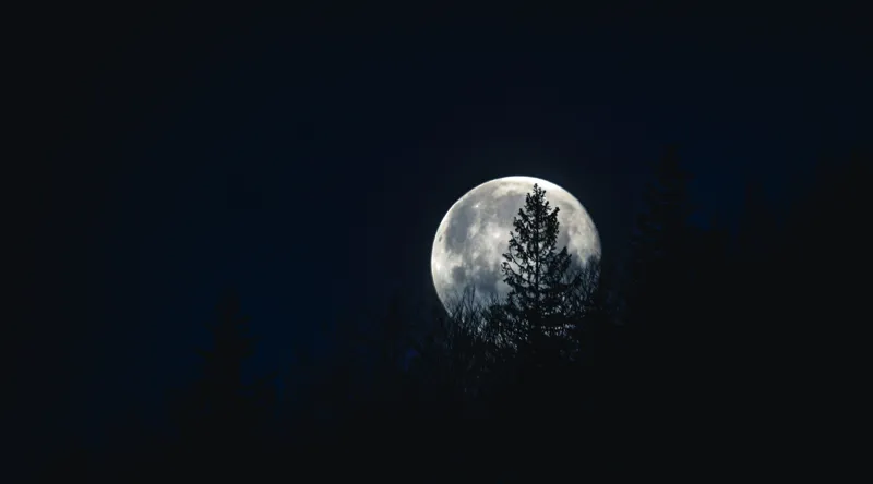 Tablou Canvas, "Luna printre copaci în noapte", Lună, Noapte, Copaci, Siluetă, Cer, Mister, Lumină, Natură, 90 x 50 cm – poza 2