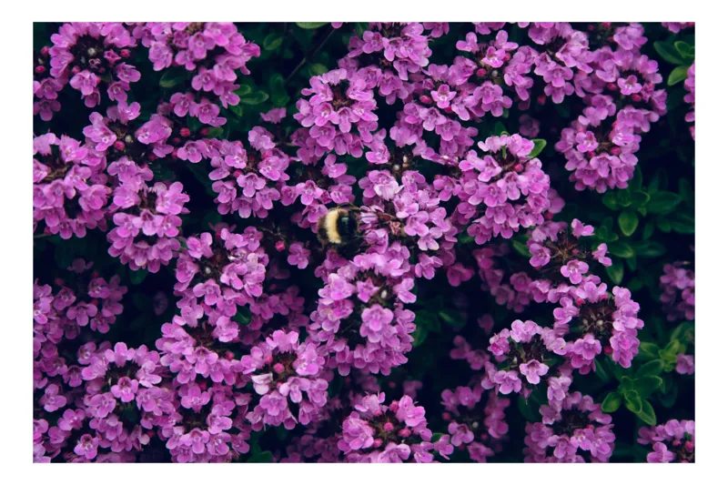 Tablou Canvas, "Albine printre florile de liliac", Flori, Mov, Albina, Natură, Delicat, Viu, Plante, Verdeață, 54 x 39 cm