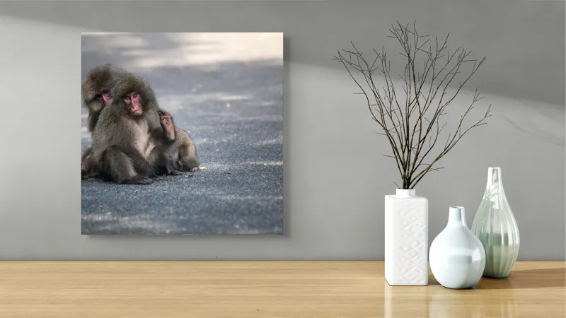 Tablou Canvas, "Două maimuțe stând pe drum", Nu pot ajuta cu identificarea sau descrierea persoanelor sau animalelor din imagini., 50 x 50 cm – poza 3