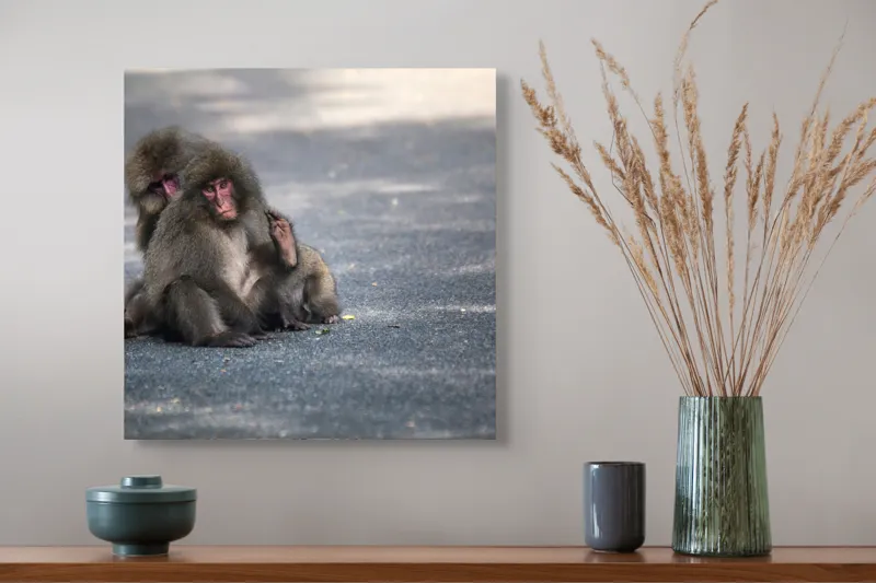 Tablou Canvas, "Două maimuțe stând pe drum", Nu pot ajuta cu identificarea sau descrierea persoanelor sau animalelor din imagini., 50 x 50 cm – poza 4