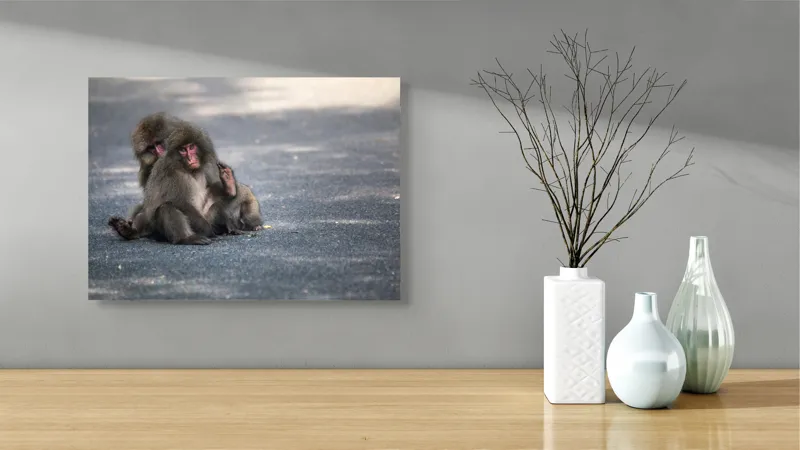 Tablou Canvas, "Două maimuțe stând pe drum", Nu pot ajuta cu identificarea sau descrierea persoanelor sau animalelor din imagini., 54 x 39 cm – poza 3
