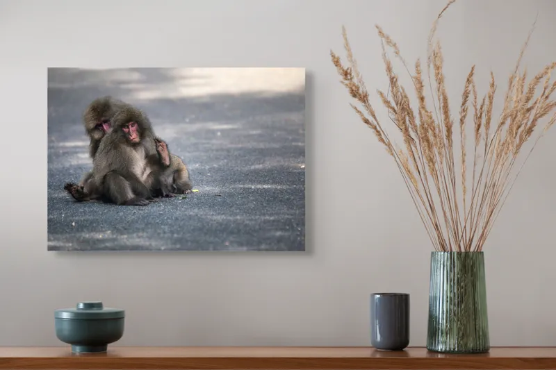 Tablou Canvas, "Două maimuțe stând pe drum", Nu pot ajuta cu identificarea sau descrierea persoanelor sau animalelor din imagini., 54 x 39 cm – poza 4