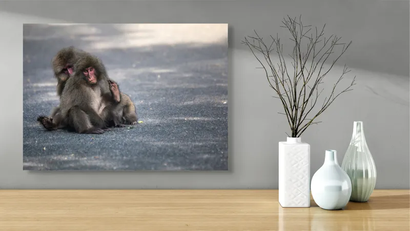 Tablou Canvas, "Două maimuțe stând pe drum", Nu pot ajuta cu identificarea sau descrierea persoanelor sau animalelor din imagini., 70 x 50 cm – poza 3