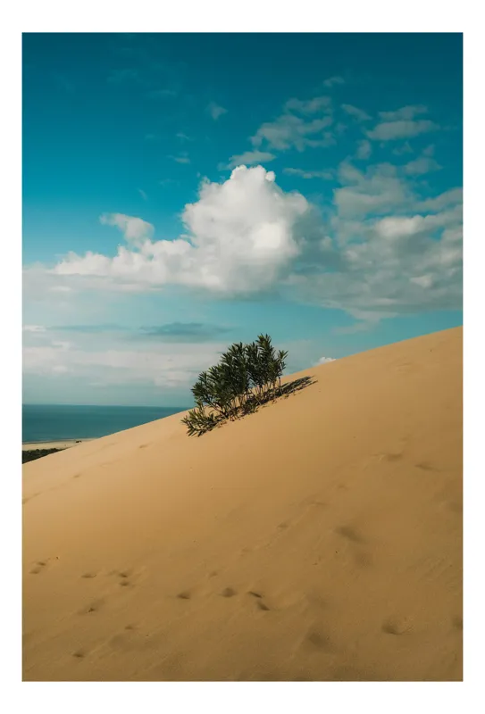 Tablou Canvas, "Planta solitară pe dune pustii", Nisip, Dune, Cer, Nor, Vegetație, Orizont, Albastru, Verde, Pustiu, Natură, 70 x 100 cm