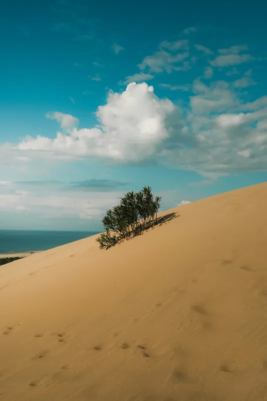Tablou Canvas, "Planta solitară pe dune pustii", Nisip, Dune, Cer, Nor, Vegetație, Orizont, Albastru, Verde, Pustiu, Natură, 26 x 39 cm – poza 2