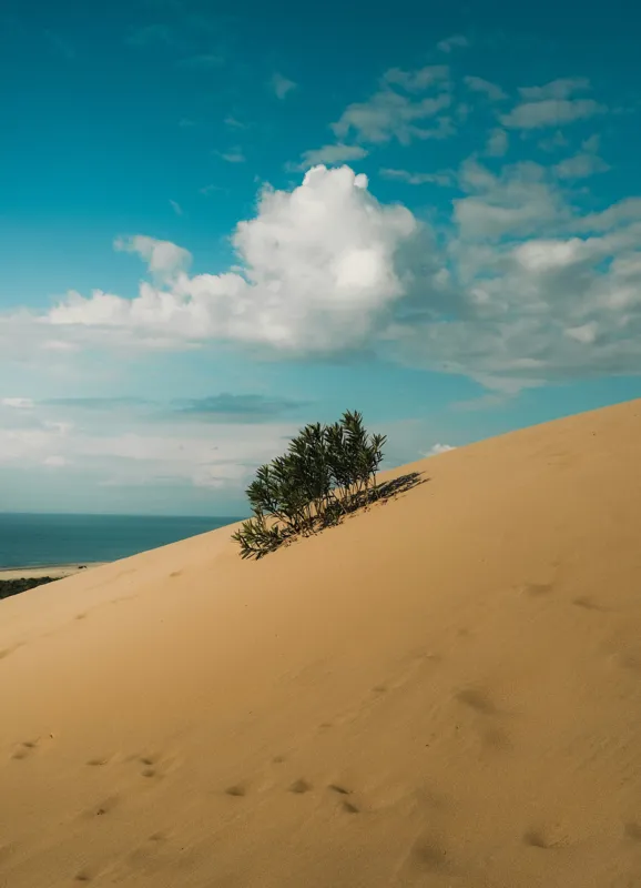 Tablou Canvas, "Planta solitară pe dune pustii", Nisip, Dune, Cer, Nor, Vegetație, Orizont, Albastru, Verde, Pustiu, Natură, 39 x 54 cm – poza 2