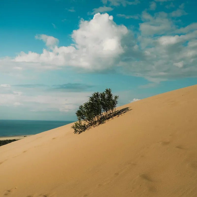 Tablou Canvas, "Planta solitară pe dune pustii", Nisip, Dune, Cer, Nor, Vegetație, Orizont, Albastru, Verde, Pustiu, Natură, 50 x 50 cm – poza 2