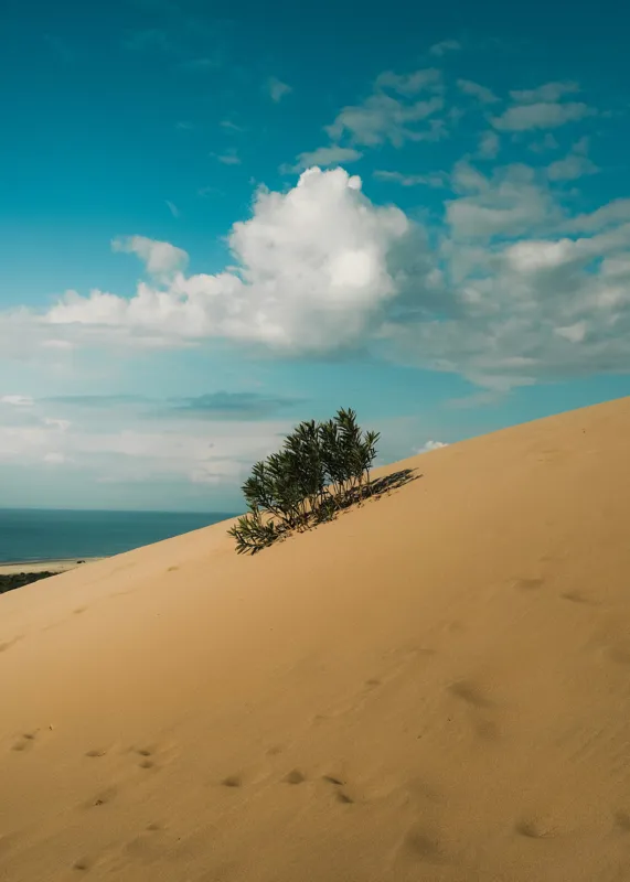 Tablou Canvas, "Planta solitară pe dune pustii", Nisip, Dune, Cer, Nor, Vegetație, Orizont, Albastru, Verde, Pustiu, Natură, 50 x 70 cm – poza 2