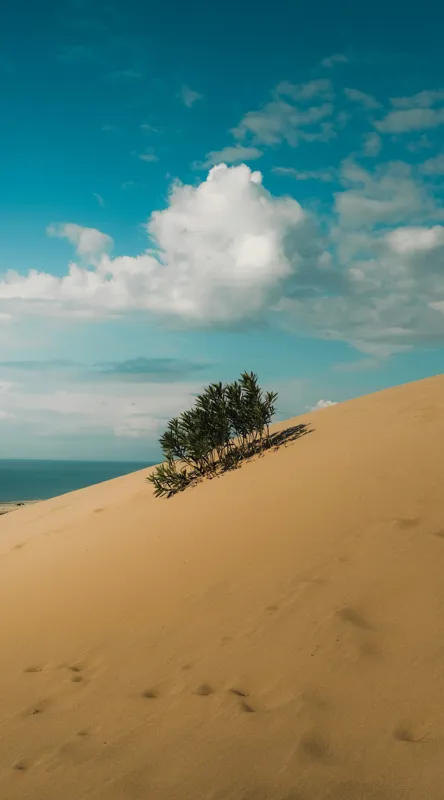 Tablou Canvas, "Planta solitară pe dune pustii", Nisip, Dune, Cer, Nor, Vegetație, Orizont, Albastru, Verde, Pustiu, Natură, 50 x 90 cm – poza 2
