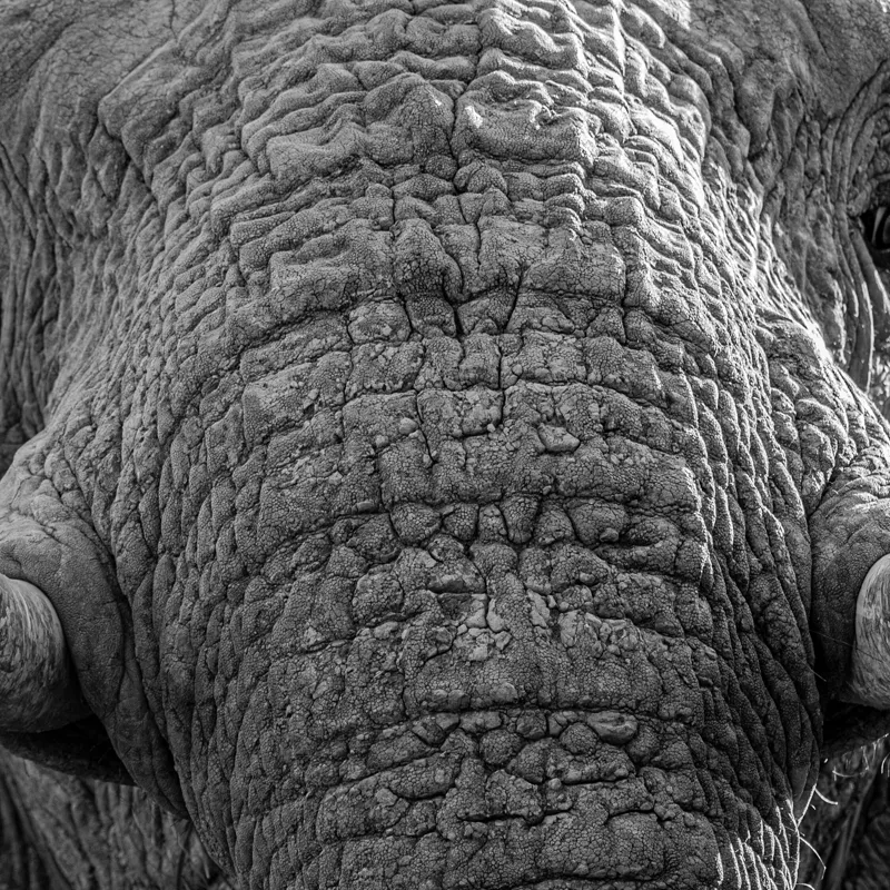 Tablou Canvas, "Povestea ridurilor unui elefant", Elefant, Impresionant, Textură, Detalii, Colți, Privire, Puternic, Majestos, 100 x 100 cm – poza 2