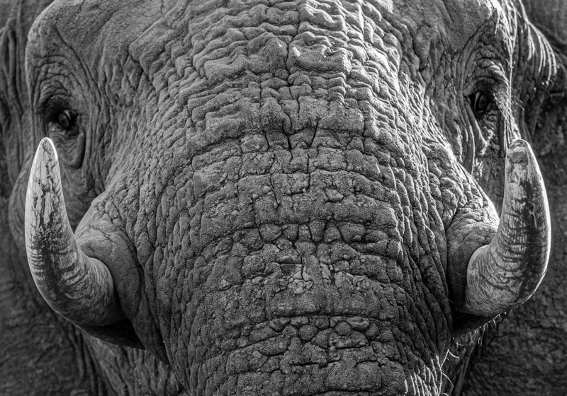 Tablou Canvas, "Povestea ridurilor unui elefant", Elefant, Impresionant, Textură, Detalii, Colți, Privire, Puternic, Majestos, 100 x 70 cm – poza 2