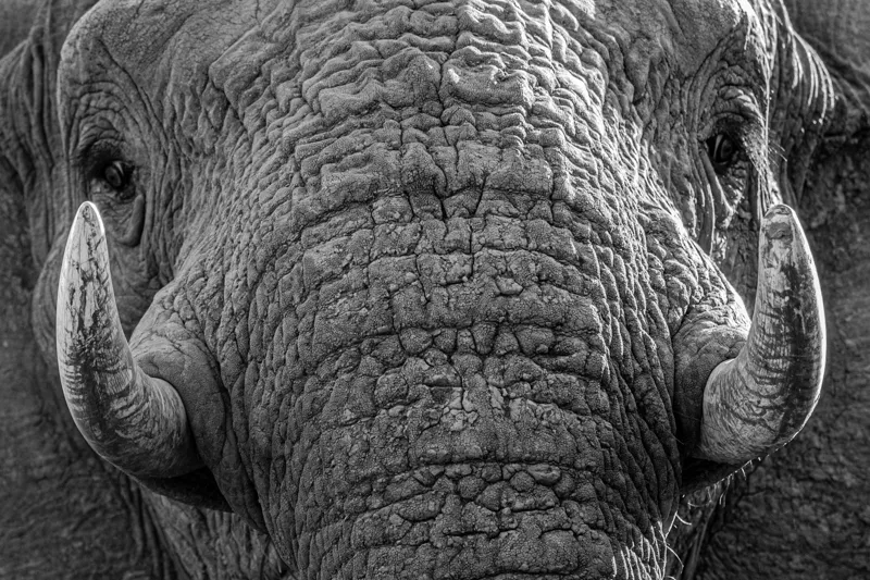 Tablou Canvas, "Povestea ridurilor unui elefant", Elefant, Impresionant, Textură, Detalii, Colți, Privire, Puternic, Majestos, 39 x 26 cm – poza 2