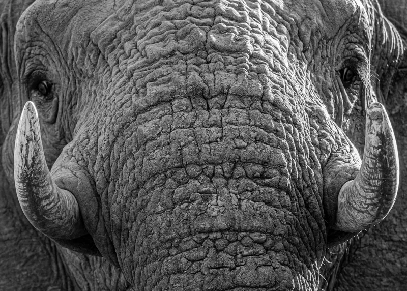 Tablou Canvas, "Povestea ridurilor unui elefant", Elefant, Impresionant, Textură, Detalii, Colți, Privire, Puternic, Majestos, 70 x 50 cm – poza 2