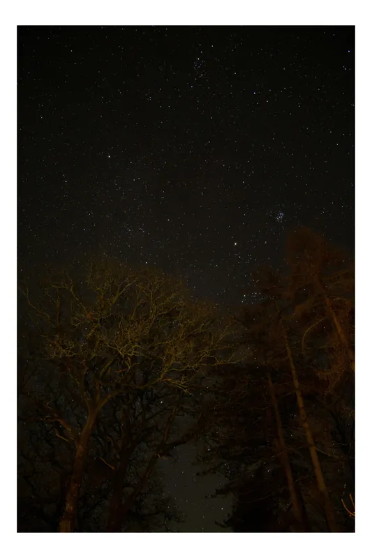 Tablou Canvas, "Stelele strălucesc peste pădurea întunecată", Stele, Cer, Noapte, Copaci, Natură, Lumină, Galaxie, Linie, Întuneric, Taină., 70 x 100 cm