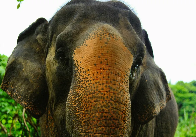 Tablou Canvas, "Un elefant în inima junglei", Elefant, Natural, Majestuos, Impresionant, Urechile, Riduri, Ochi, Verdeață, 100 x 70 cm – poza 2
