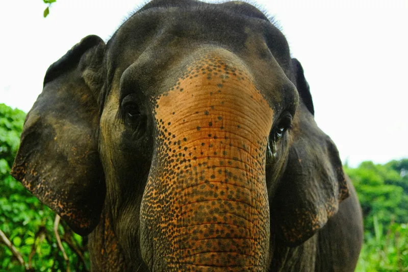 Tablou Canvas, "Un elefant în inima junglei", Elefant, Natural, Majestuos, Impresionant, Urechile, Riduri, Ochi, Verdeață, 39 x 26 cm – poza 2