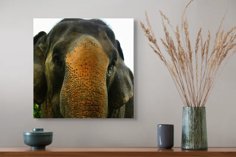 Tablou Canvas, "Un elefant în inima junglei", Elefant, Natural, Majestuos, Impresionant, Urechile, Riduri, Ochi, Verdeață, 50 x 50 cm – poza 4