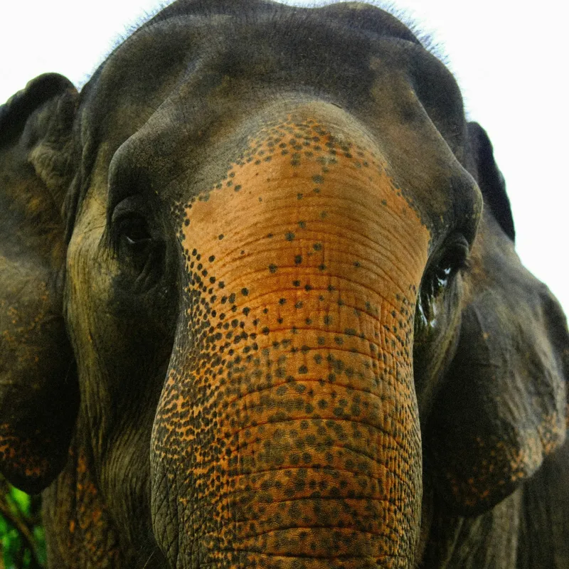 Tablou Canvas, "Un elefant în inima junglei", Elefant, Natural, Majestuos, Impresionant, Urechile, Riduri, Ochi, Verdeață, 50 x 50 cm – poza 2