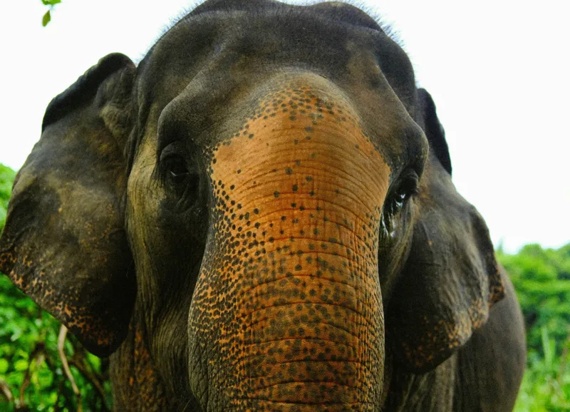 Tablou Canvas, "Un elefant în inima junglei", Elefant, Natural, Majestuos, Impresionant, Urechile, Riduri, Ochi, Verdeață, 54 x 39 cm – poza 2