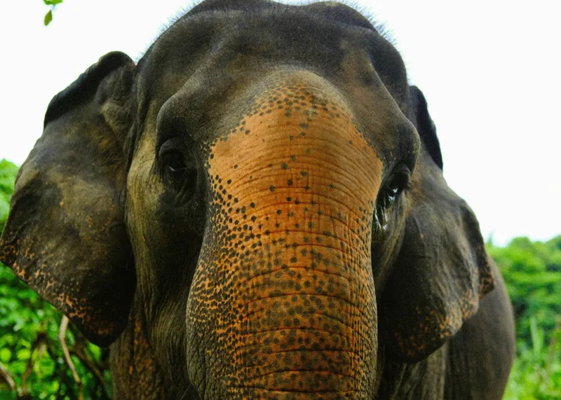 Tablou Canvas, "Un elefant în inima junglei", Elefant, Natural, Majestuos, Impresionant, Urechile, Riduri, Ochi, Verdeață, 70 x 50 cm – poza 2