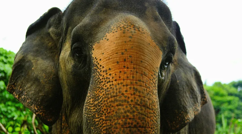 Tablou Canvas, "Un elefant în inima junglei", Elefant, Natural, Majestuos, Impresionant, Urechile, Riduri, Ochi, Verdeață, 90 x 50 cm – poza 2