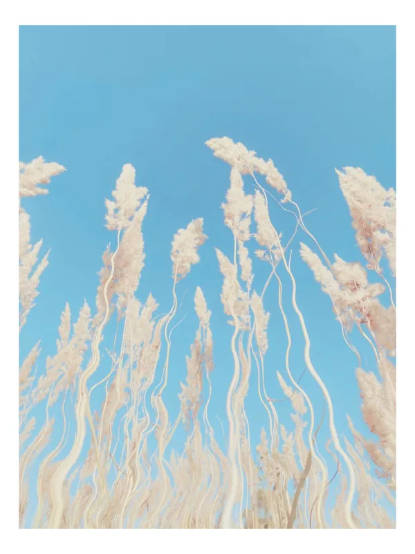 Tablou Canvas, "Dansul ierbii în bătaia vântului", Nori, Albastru, Flori, Delicate, Înălțare, Pastel, Cer, Liniște, 50 x 50 cm
