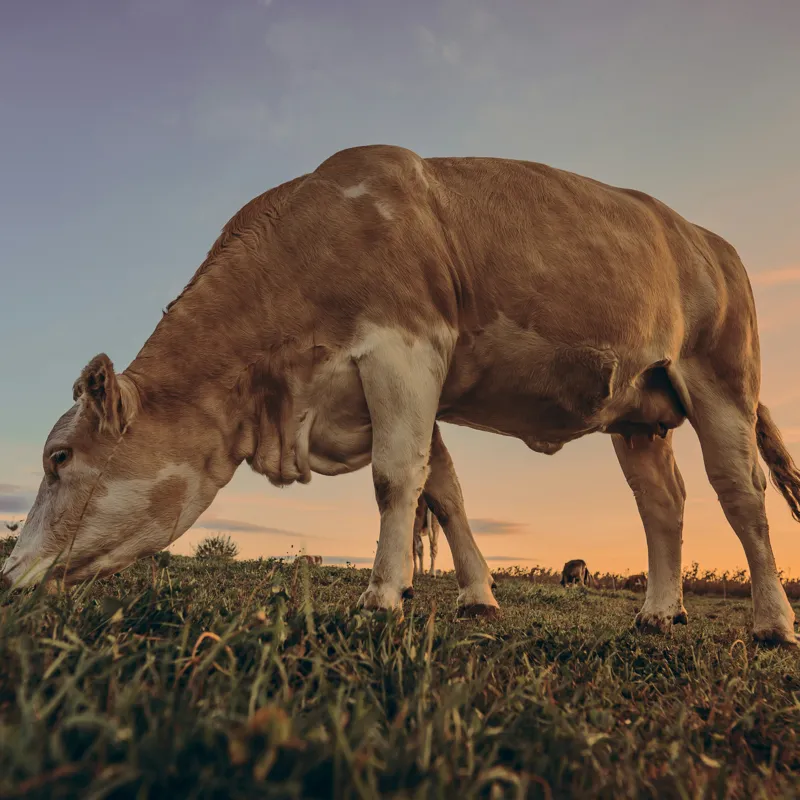 Tablou Canvas, "Vaca pășunând la apusul soarelui", Vacă, Apus, Iarbă, Fermă, Cer, Natură, Peisaj., 100 x 100 cm – poza 2