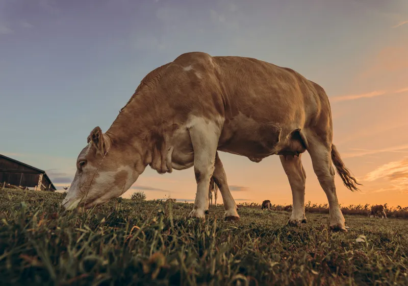Tablou Canvas, "Vaca pășunând la apusul soarelui", Vacă, Apus, Iarbă, Fermă, Cer, Natură, Peisaj., 100 x 70 cm – poza 2