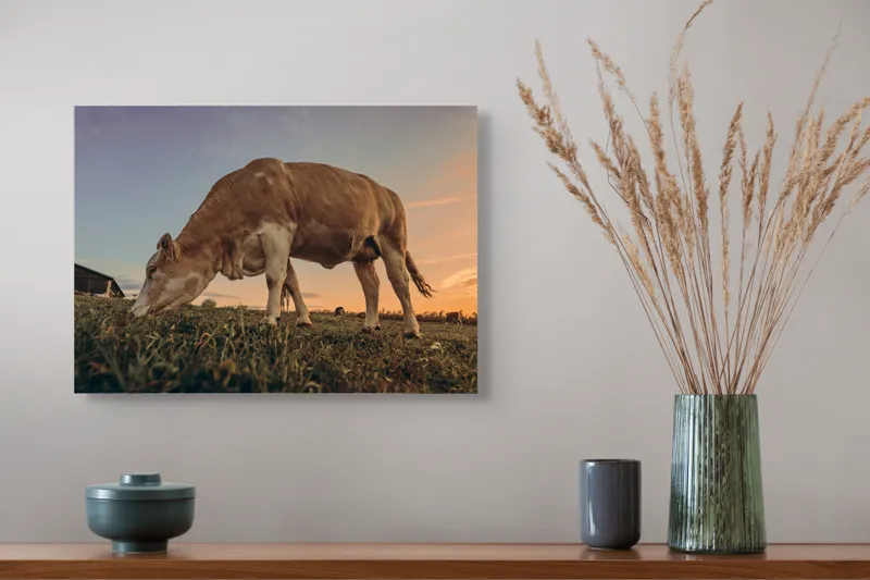 Tablou Canvas, "Vaca pășunând la apusul soarelui", Vacă, Apus, Iarbă, Fermă, Cer, Natură, Peisaj., 54 x 39 cm – poza 4