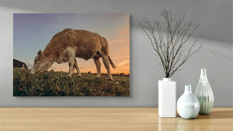Tablou Canvas, "Vaca pășunând la apusul soarelui", Vacă, Apus, Iarbă, Fermă, Cer, Natură, Peisaj., 70 x 50 cm – poza 3