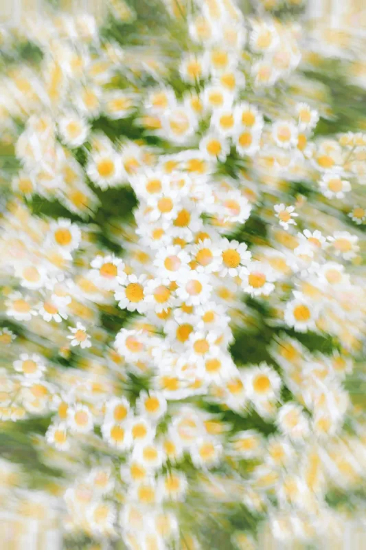 Tablou Canvas, "Dansul eteric al margaretelor în floare", Flori, Margarete, Mișcare, Energie, Culori, Natură, Vise, Artă, 100 x 150 cm – poza 2
