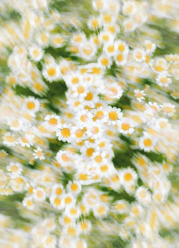 Tablou Canvas, "Dansul eteric al margaretelor în floare", Flori, Margarete, Mișcare, Energie, Culori, Natură, Vise, Artă, 39 x 54 cm – poza 2